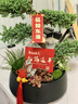 元族【2小时达】五层塔松盆栽青松绿植送老师乔迁新居开业盆景礼物 开业大吉【五层塔松盆景】 开业送礼推荐（花盆随机） 实拍图