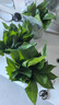 双盟绿萝盆栽除甲醛花卉绿植办公室新房净化空气180加仑4盆装源头直发 实拍图