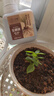 芷郁快速生根液绿植物通用扦插移栽花卉树木强力壮苗生根剂多肉生根粉 实拍图