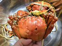 【活蟹】蟹宗大闸蟹鲜活螃蟹现货公5.0-5.3两母4.0-4.3两4对8只海鲜生鲜礼品源头直发 实拍图