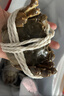 【活蟹】乾澄大闸蟹现货 精选全母蟹3.5-3.8两 8只 特大鲜活螃蟹河蟹海鲜礼盒源头直发 实拍图