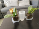 亚克力正方形透明花盆塑料种植盆水培透气加厚蝴蝶兰专用控根盆 1号8.5*7.5*9cm【送托盘】 1个装 实拍图
