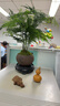 开时果 文竹盆栽桌面摆件盆景 办公室植物竹子水培绿植盆景源头直发包邮 【热销款】舍得紫砂盆+苔藓+底座 实拍图
