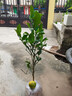叶之静柠檬树苗 阳台 庭院植物 南方北方种植 果树苗 当年颗结果 香水柠檬 五年大苗当年结果 实拍图