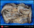PHUKEY SEA特大盐冻南美白对虾 只只分离 海鲜水产 3斤 (21-30只/KG) 实拍图