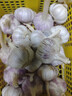京鲜生山东金乡大蒜带皮新鲜干蒜净重1.8斤单果5.5cm起源头直发包邮 实拍图