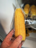 十月稻田 黄糯玉米 3.52斤(220g*8根) 25年新玉米 低脂 早餐零食 东北玉米 实拍图