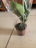 大叶金钻绿公主盆栽植物除甲醛绿植办公室四季常青室内客厅摆放花 【1盆】金钻+基地原盆 含盆高度15-20厘米 实拍图