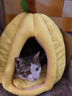贝初众猫窝冬季保暖封闭式可拆洗猫屋四季通用宠物窝猫床大中小型犬狗窝 南瓜窝【40*40*32推荐8斤内】 全包围 柔软舒适 实拍图