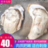 海味先生 生蚝鲜活 海蛎子 2.5kg 袋装 【爆款】5斤（20-25只） 实拍图