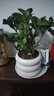 绿有意 绿植花卉办公室客厅桌面盆栽摆件简约创意网红北欧绿植ins云朵盆 栀子花+甜甜圈PET树脂盆+托盘+肥料 北欧风格网红绿植 实拍图