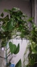 双盟绿萝盆栽除甲醛花卉绿植办公室新房净化空气160加高4盆装源头直发 实拍图