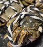 【活蟹】阳澄联合鲜活大闸蟹现货全母2.5-2.8两 12只生鲜螃蟹大只去绳足重海鲜礼盒 实拍图