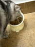 甜浪海猫碗陶瓷猫粮碗狗碗猫食盆猫咪喝水碗高脚斜口防打翻护颈喂食碗 实拍图