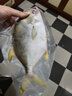 翔泰海南深海金鲳鱼700g 2条 火锅 生鲜鱼类 BAP认证 海鲜水产  实拍图