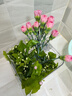 【康乃馨】鲜花云南基地直发女神节礼物花束多色花期长七夕送人3 红色康乃馨10枝 实拍图