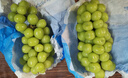 京觅甘肃晴王觅光葡萄 净重5斤 单粒8-10g 香印青提 源头直发 实拍图