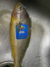 三都港 冷冻黄花鱼700g/2条装 宁德大黄鱼 深海鱼 生鲜 鱼类 海鲜 实拍图