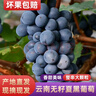 云南夏黑葡萄无籽黑提子黑加仑巨峰孕妇当应季新鲜水果现摘当季 云南建水夏黑葡萄3斤 实拍图