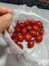 千禧圣女果新鲜小番茄樱桃小柿子孕妇水果现摘现发新鲜蔬菜 新鲜圣女果 5斤 带箱 实拍图