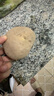 京鲜生 甘肃定西土豆 净重3斤单果200g+ 沙面黄心土豆洋芋源头直发 实拍图