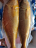 海名威 冷冻黄花鱼700g/2条 宁德大黄鱼地标 海鲜水产 生鲜鱼类 海鱼 实拍图