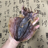 北海印象北海淡干墨鱼干干货乌贼目鱼干海产品煲汤送父母长辈【送礼礼品】 M3墨鱼干500g*1袋约10只 实拍图