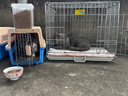冠能猫粮成猫专用鸡肉配方英短罐能发腮官能护肾猫咪主粮 成猫鸡肉7kg 实拍图