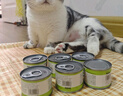 多特思猫罐头主食全价成长幼猫奶糕羊奶鸡肉罐头浓汤湿猫粮猫饭6罐 实拍图