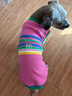 MIKI PAD狗狗衣服秋冬加厚保暖背心猫咪衣服宠物毛衣小型犬比熊泰迪雪纳瑞 彩虹条纹毛衣 2XL 胸围53cm(参考体重20-26斤) 实拍图