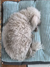 华元宠具狗窝垫子四季通用大型犬冬季保暖狗狗床宠物沙发可拆洗睡垫猫咪窝 实拍图
