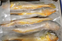 鲜京采 冷冻三去黄花鱼(宁德大黄鱼)1700g (5条装)  礼盒 生鲜海鱼  实拍图