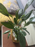 行湘白掌盆栽一帆风顺绿植盆栽花卉室内好养 小白掌+早安盆 源头直发 实拍图