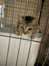 獒少保猫笼 大号猫笼子带厕所猫别墅猫窝成猫幼猫猫舍猫屋宠物笼子用品 黑色 大双层 84.5*60.5*96cm 实拍图