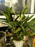 劉閣蘭花紫蝶石斛兰盆栽室内桌面兰花苗 8-10苗当年开花配懒人盆源头直发 实拍图