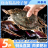 梭子蟹鲜活特大野生舟山大螃蟹海鲜新鲜冷冻海蟹水产飞蟹白蟹顺丰 9两以上/只 【净重5斤大梭子蟹】 实拍图