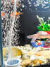 松宝（sobo）鱼缸增氧泵养鱼氧气泵小型家用充氧泵水族箱打氧机增氧泵 双孔3W 实拍图