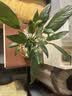 行湘白掌盆栽一帆风顺绿植盆栽花卉室内好养 小白掌+早安盆 源头直发 实拍图
