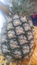 正宗海南金钻凤梨新鲜水果当季树上熟芒果凤梨【催熟食用】 单果1个净重1.3-1.7斤试吃特惠装 实拍图