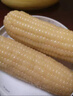 十月稻田 白糯玉米 4.16斤(260g*8根) 东北甜黏玉米棒 早餐苞米 低脂零食 实拍图