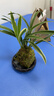 艾莹有香味的兰花苗 建兰金尊红颜 四季兰带金边室内阳台花卉盆栽绿植 金尊红颜3苗带苔藓球配底座 实拍图