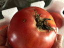 老王家老味道番茄自然熟——生吃新鲜四川沙瓤西红柿老品种农家自种蔬菜茄果瓜 老王家老味道8斤净重 实拍图