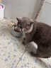HELLOJOY不锈钢宠物食盆狗碗猫狗碗食盆水粮两用宠物碗喂食器 灰色 实拍图