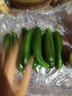 京喜加新鲜无刺水果小黄瓜小青瓜脆甜荷兰脆嫩生吃黄瓜蔬菜 水果黄瓜 2斤 带箱活动 实拍图