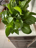 双盟绿萝盆栽除甲醛花卉绿植办公室新房净化空气180加仑4盆装源头直发 实拍图