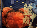 【活蟹】蟹宗大闸蟹鲜活螃蟹现货全母3.8-4.1两8只海鲜去绳足重生鲜节日送礼礼品礼盒 实拍图