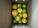 京鲜生 云南哀牢山冰糖橙/橙子 净重5斤  单果100-130g 生鲜水果礼盒 实拍图