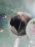 臣源潜水泵220v家用污水泵抽水泵抽水机农用排污泵清水泵吸水泵高扬程 【清污两用】750W污水泵/2寸 实拍图