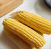 牛爱田 鲜玉米云南水果玉米甜玉米棒生鲜蔬菜现摘带皮现发 净重8斤单果200g+ 源产地发货 实拍图