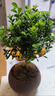 开时果 小叶赤楠盆景摆件 办公室桌面绿植花卉好养盆栽植物源头直发包邮 【推荐款】舍得紫砂盆+苔藓+底座 实拍图